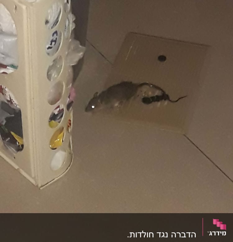 עכבר על מלכודת דבק על הרצפה
